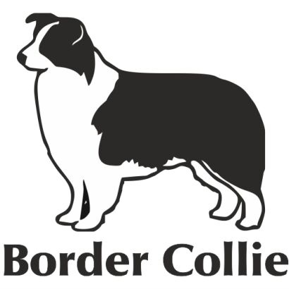 Naklejka Border Collie