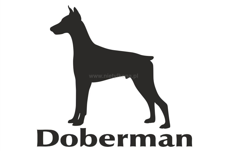 Naklejka Doberman