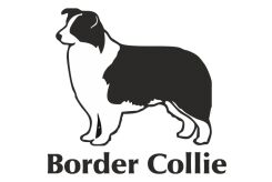 Naklejka Border Collie