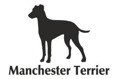 Naklejka Manchester Terrier